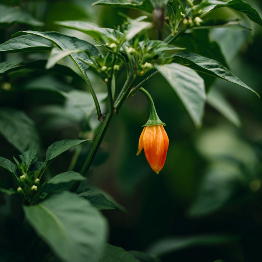 Orange Habanero Pepper Seeds — 100 Pcs-Bestftinc