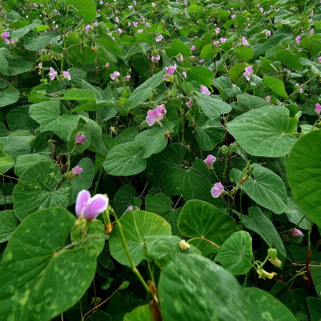 Mallow (Malva sylvestris) Seeds — Pink — 300 Pcs-Bestftinc