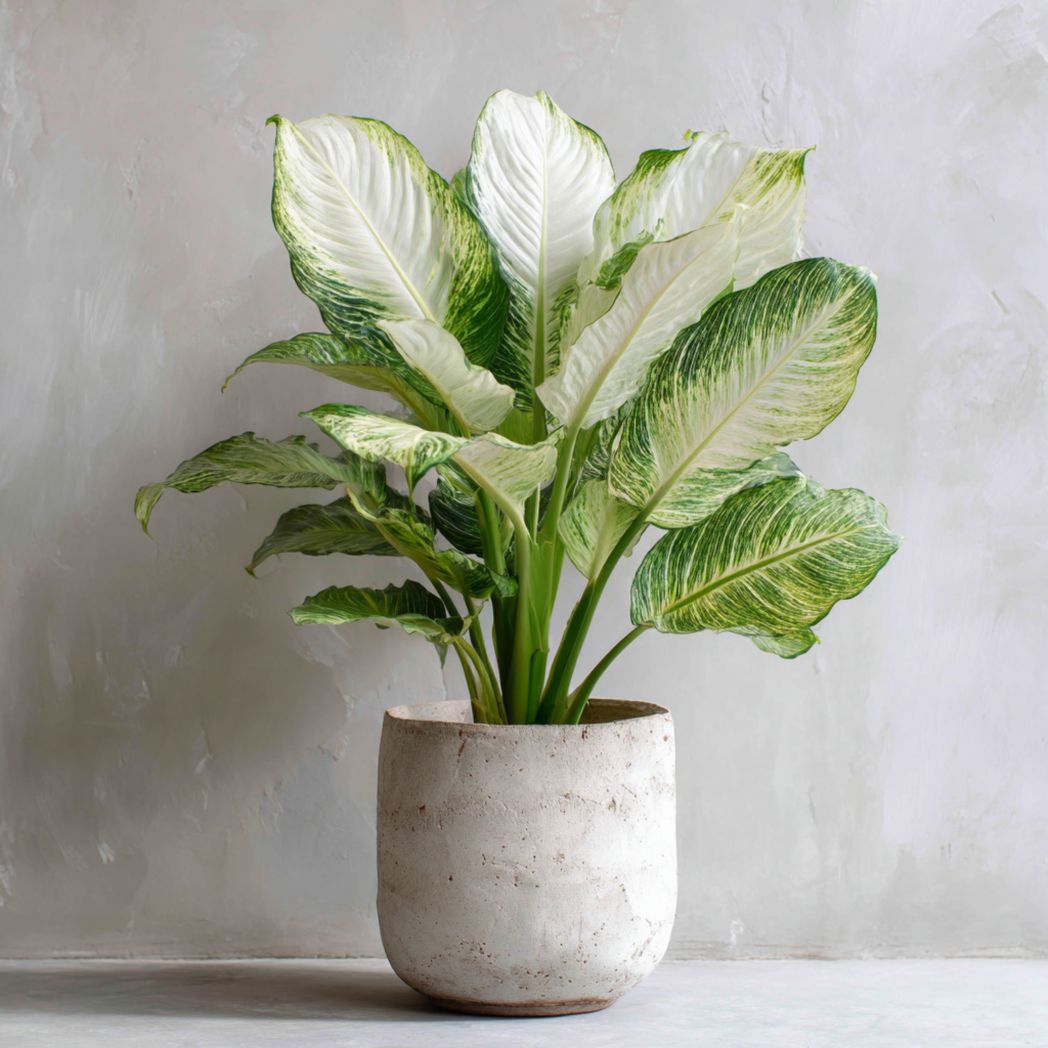 Variegated Dieffenbachia Seeds — 100 Seeds-Ftcountrycp